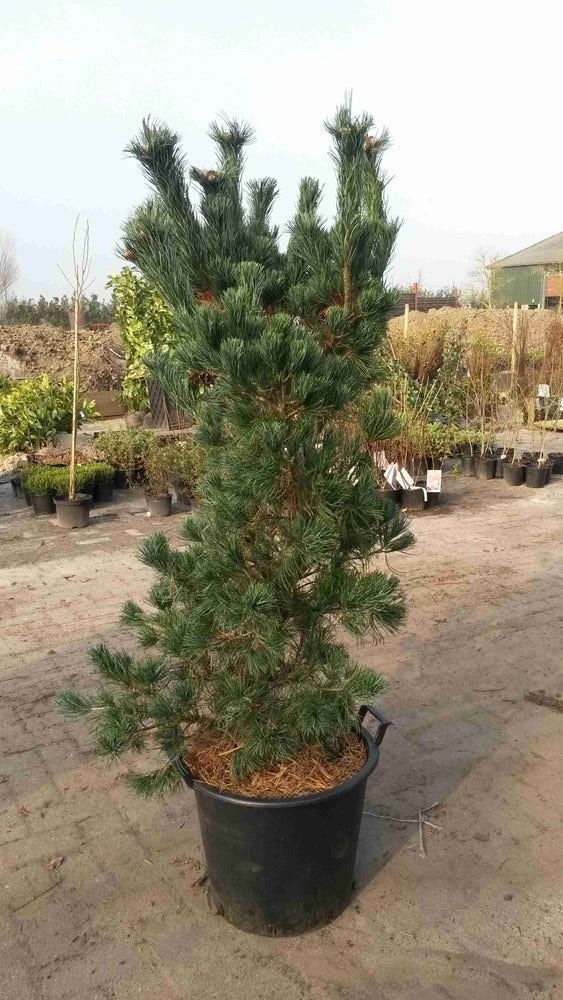 Blauwe Japanse Den (Pinus Parviflora 'Glauca')
