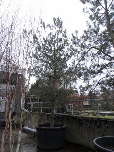 Grove Den, Bosplantsoen (Pinus Sylvestris)