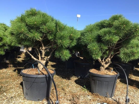 Meerstammige Japanse Pijnboom (Pinus Parviflora 'Brevifolia')