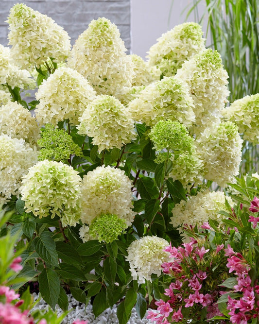 Pluimhortensia (Hydrangea Paniculata 'Skyfall')