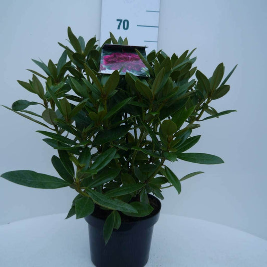 Rhododendron (Rhododendron 'Polarnacht')