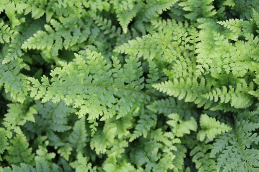 Niervaren, Naaldvaren (Polystichum Setiferum 'Dahlem')