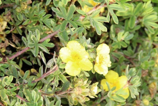 Ganzerik (Potentilla Fruticosa 'Elizabeth')