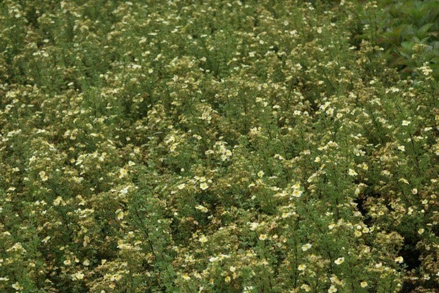 Ganzerik (Potentilla Fruticosa 'Limelight')