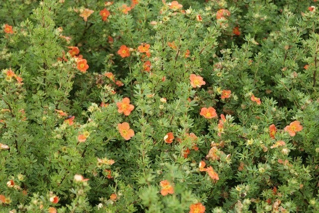Ganzerik (Potentilla Fruticosa 'Red Ace')