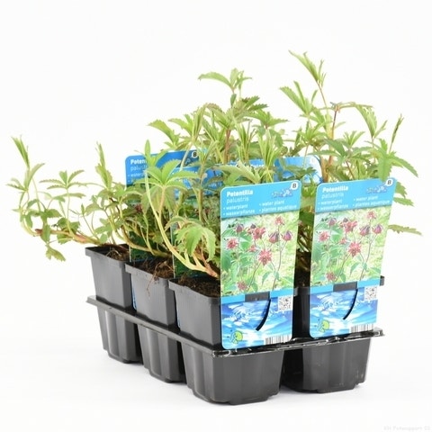 Wateraardbei (Potentilla Palustris)