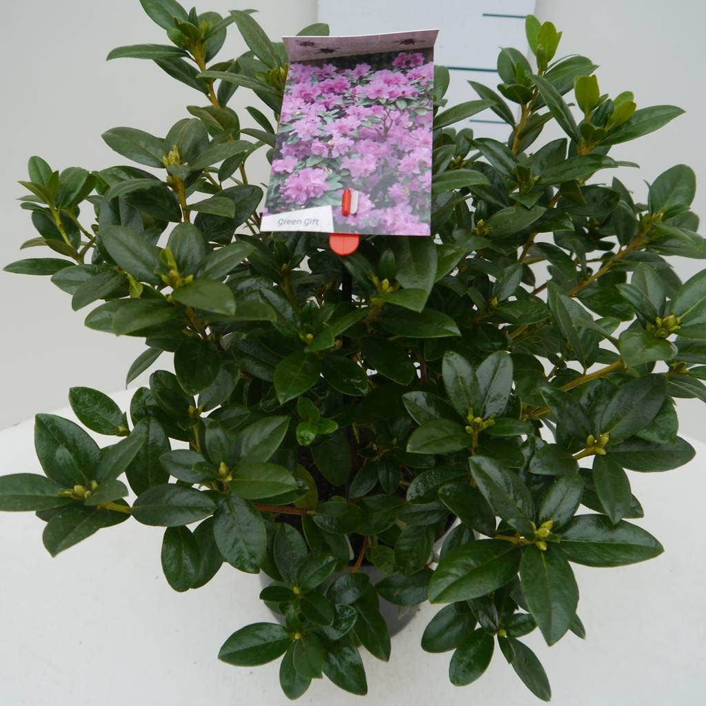 Vroegbloeiende Rhododendron (Rhododendron 'Praecox')