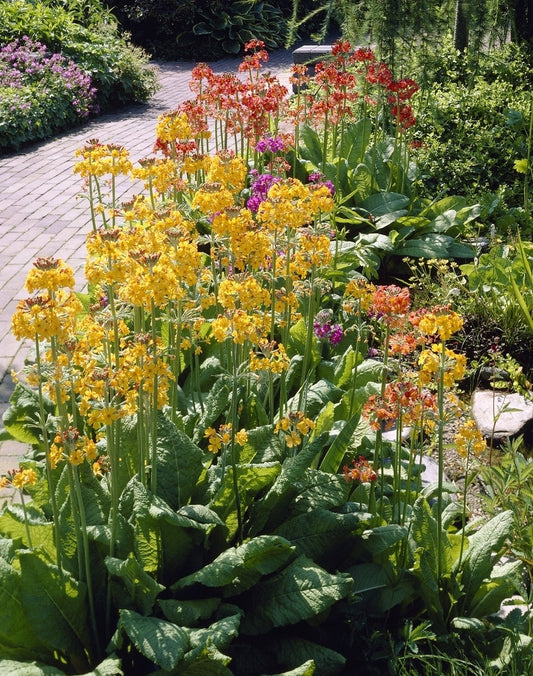 Sleutelbloem (Primula Bulleyana)