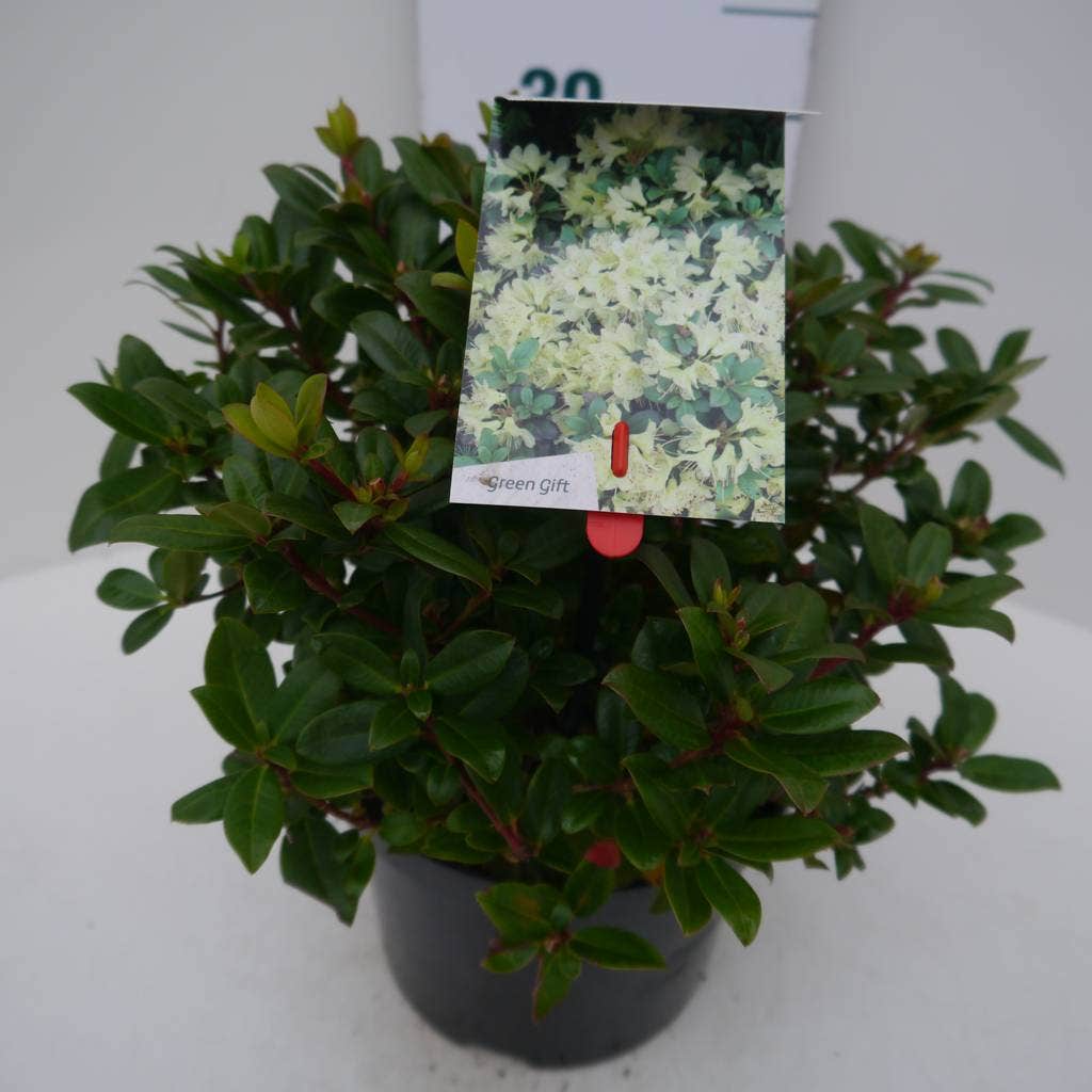 Dwergrhododendron (Rhododendron 'Princess- Anne')