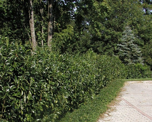 Laurier (Prunus Laurocerasus 'Genolia')