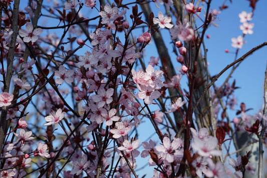 Rode Kerspruim Als Dakboom (Prunus Cerasifera 'Nigra')