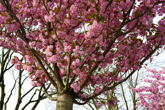Japanse Sierkers (Prunus Serrulata 'Kanzan')
