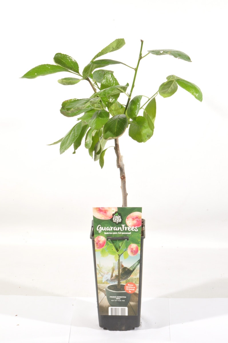 Pruimenboom (Prunus Domestica 'Opal')