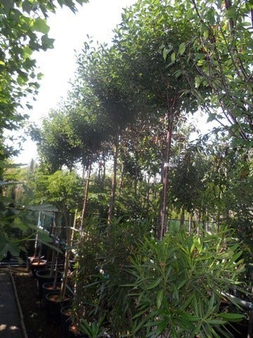 Bolprunus (Prunus Eminens 'Umbraculifera')