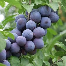 Pruimenboom (Prunus Domestica 'Hauszwetsche')