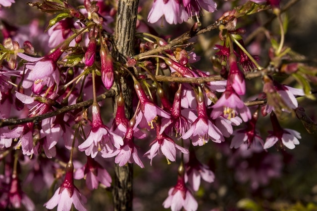 Japanse Sierkers (Prunus Incisa 'Paean')