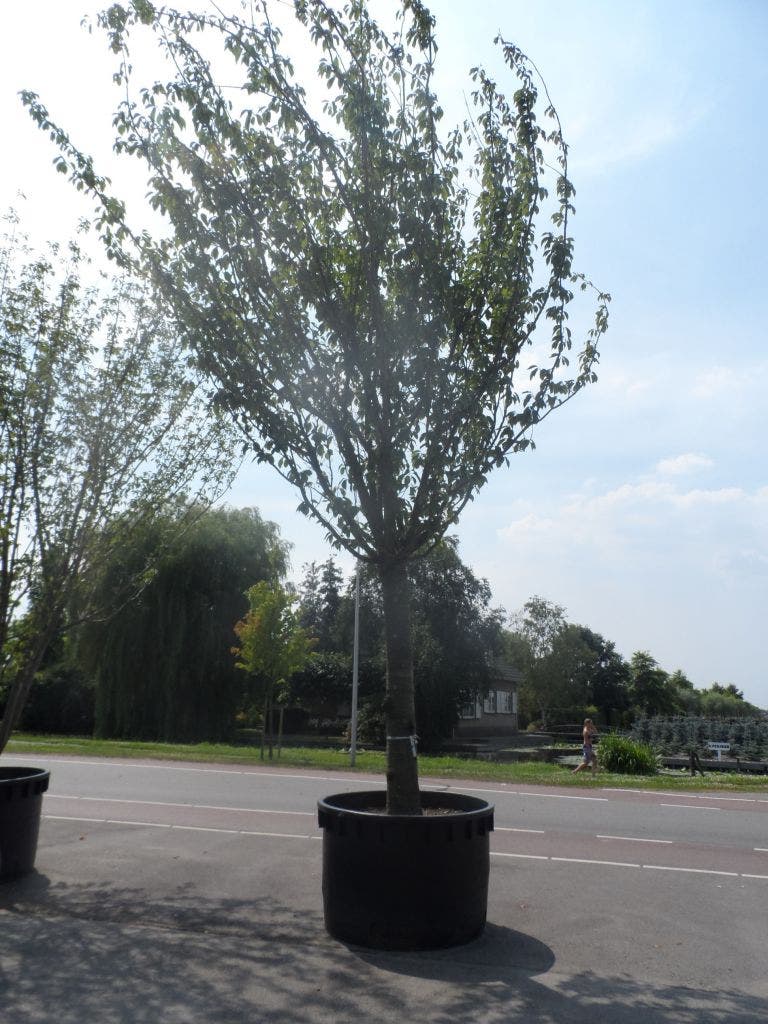 Japanse Sierkers (Prunus Serrulata 'Kanzan')