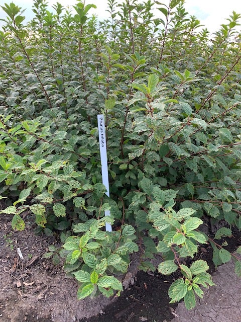 Amandelboompje Als Struik (Prunus Triloba)