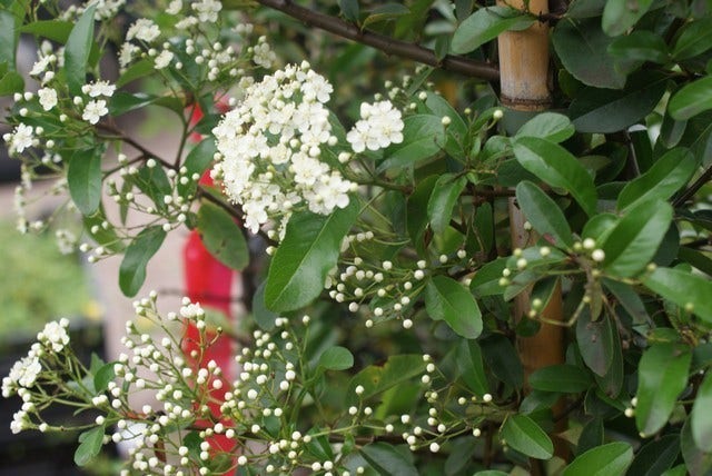 Vuurdoorn (Pyracantha 'Red Column')