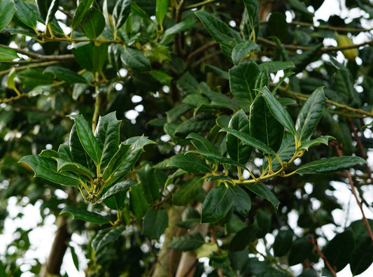 Steeneik Als Struik (Quercus Ilex)