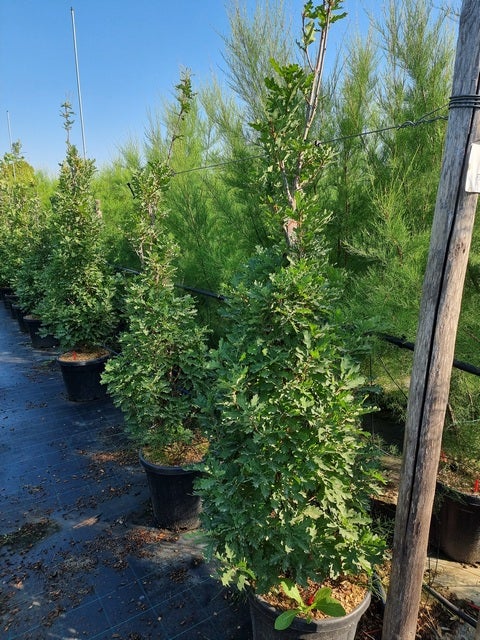Zuileik (Quercus X Bimundorum 'Crimson Spire')