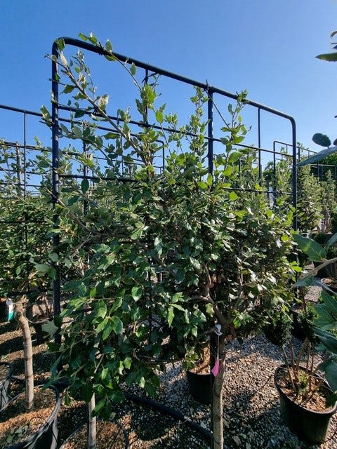 Steeneik Leirek Op Halfstam (Quercus Ilex)