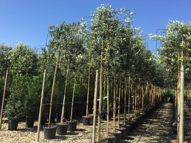Steeneik Als Leiboom (Quercus Ilex)