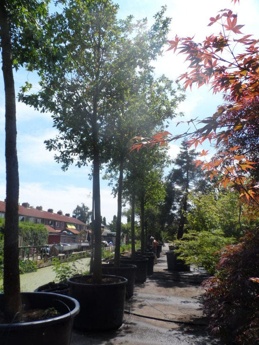 Zomereik (Quercus Robur)