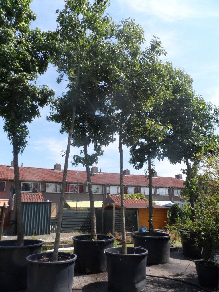 Amerikaanse Eik (Quercus Rubra)