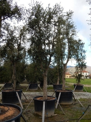 Kurkeik Als Solitair (Quercus Suber)