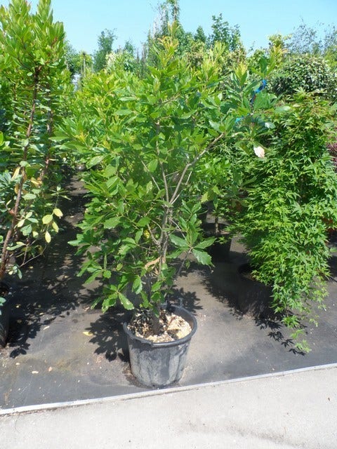 Oostenrijkse Eik (Quercus Turneri 'Pseudoturneri')
