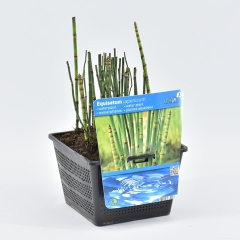 Holpijp (Equisetum Japonica)