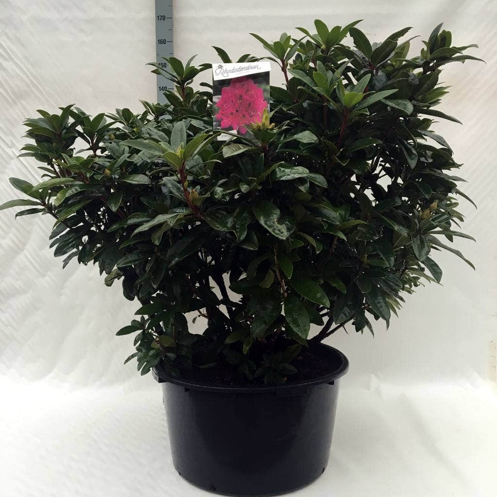 Rhododendron (Rhododendron 'Anah Kruschke')