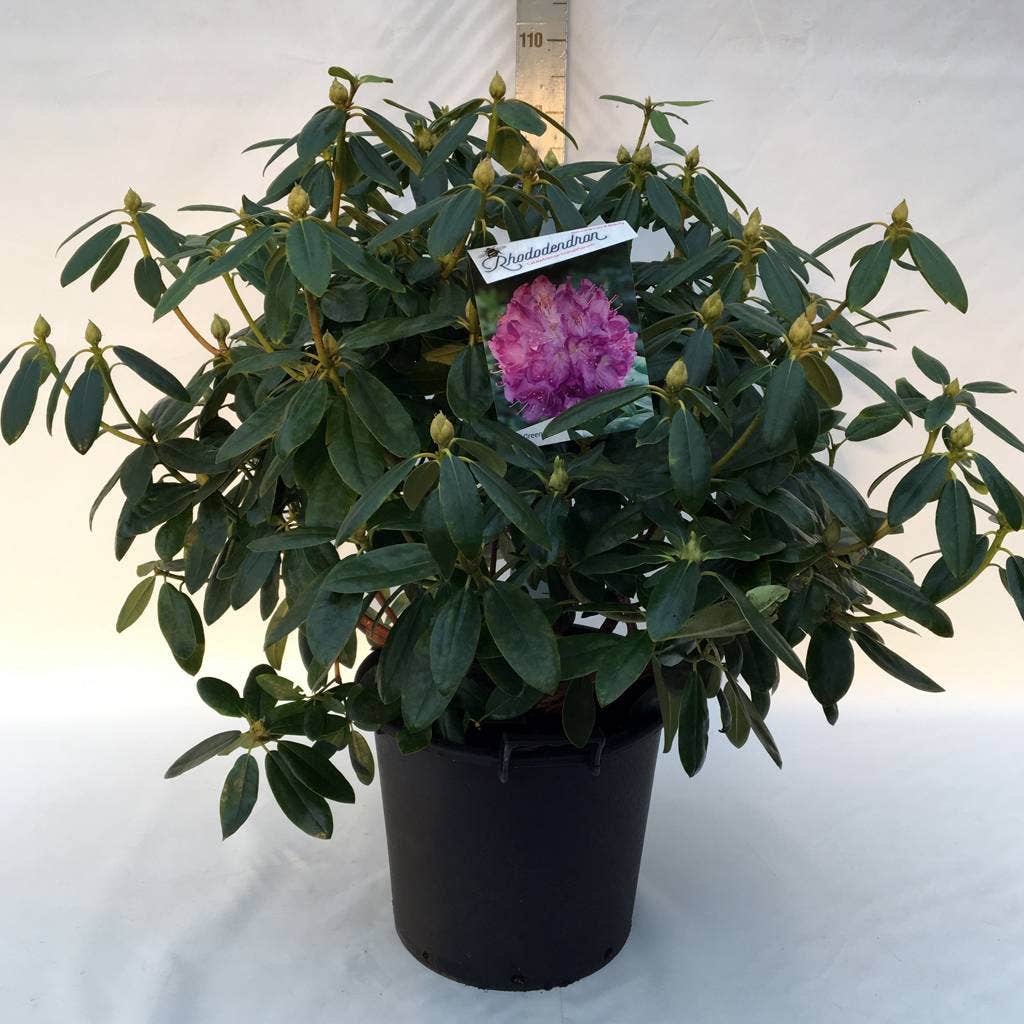 Rhododendron (Rhododendron Catawbiense 'Grandiflorum')