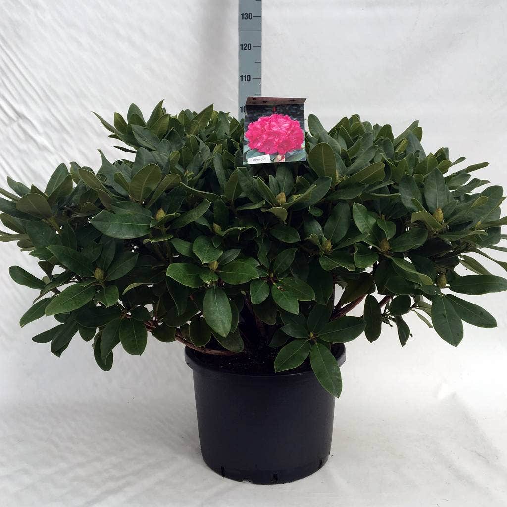 Rhododendron (Rhododendron 'Germania')