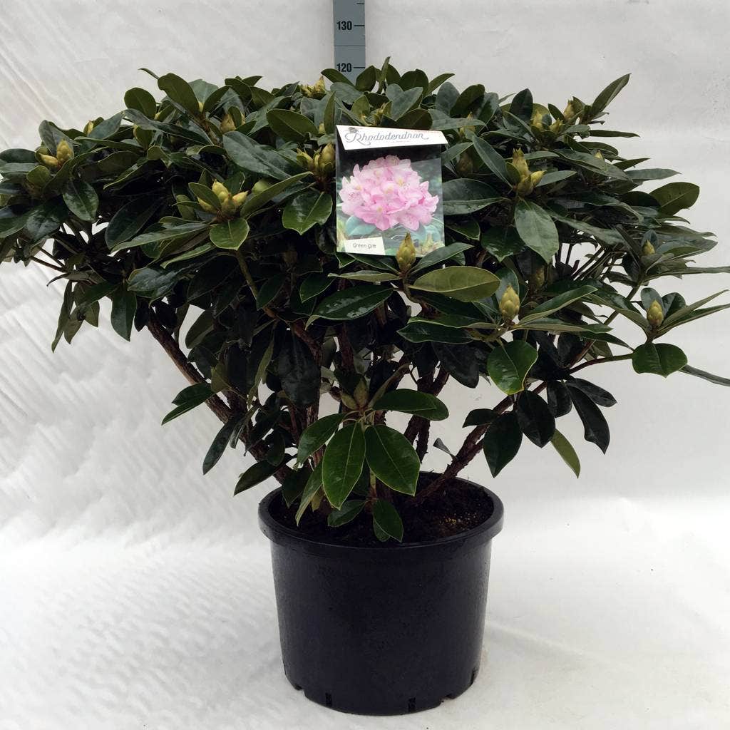 Rhododendron (Rhododendron 'Gomer Waterer')