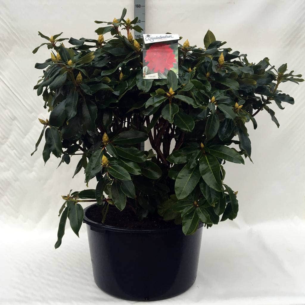 Rhododendron (Rhododendron 'Markeeta's Prize')