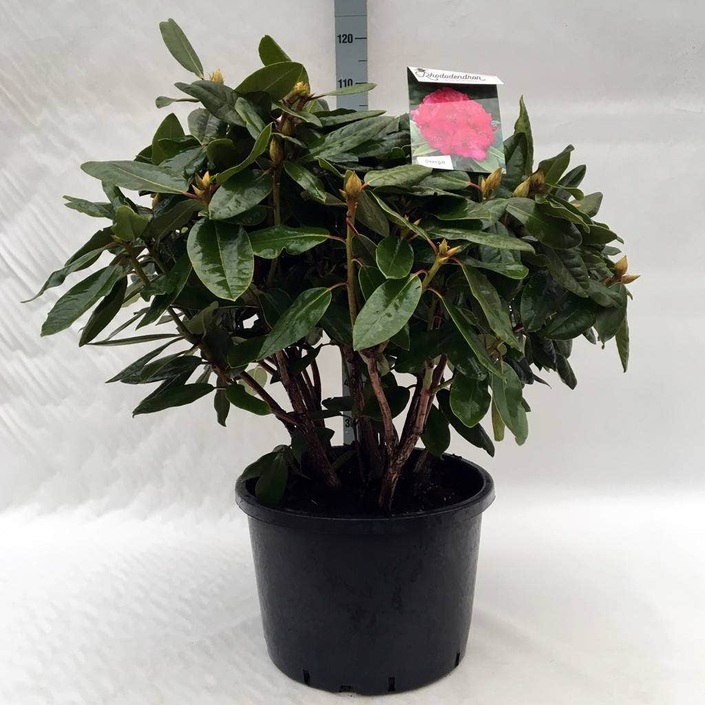 Rhododendron (Rhododendron 'American Beauty')