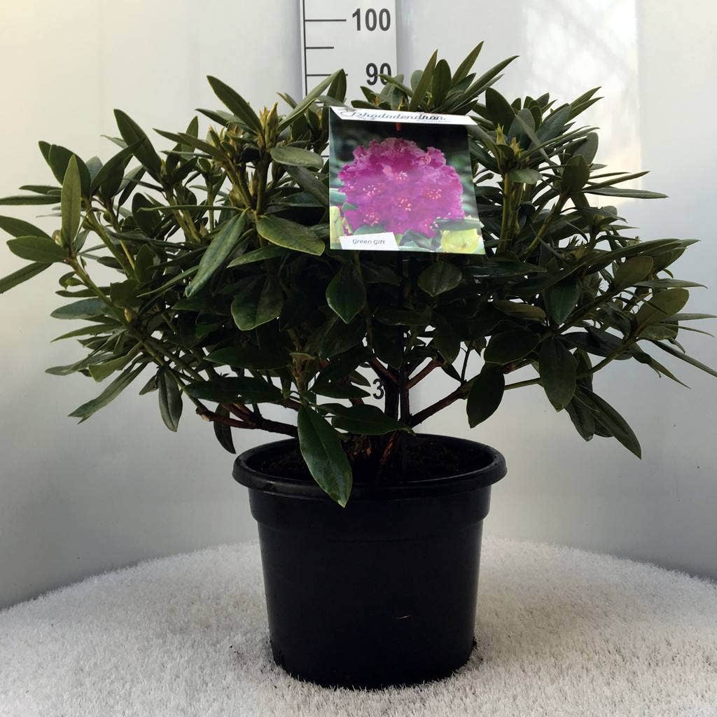 Rhododendron (Rhododendron 'Polarnacht')