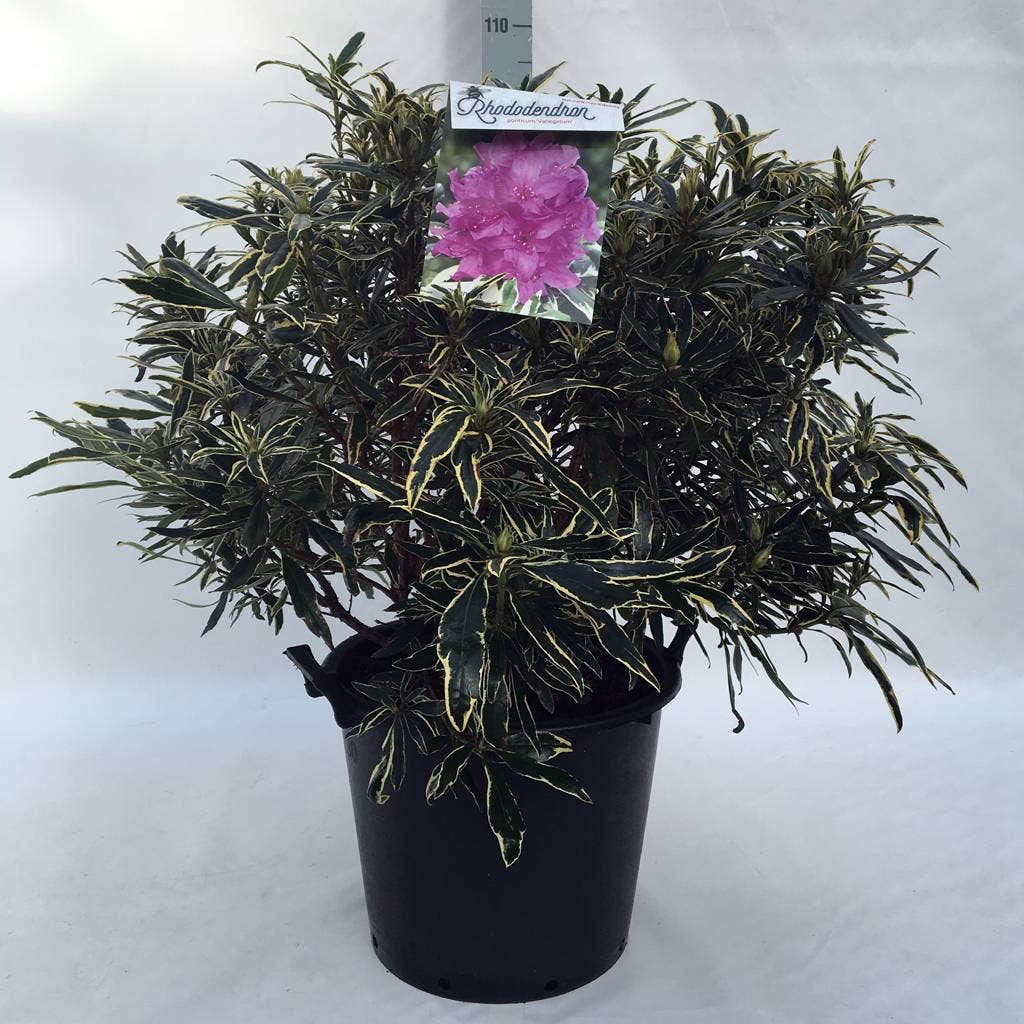 Bosrhododendron (Rhododendron Ponticum 'Variegatum')