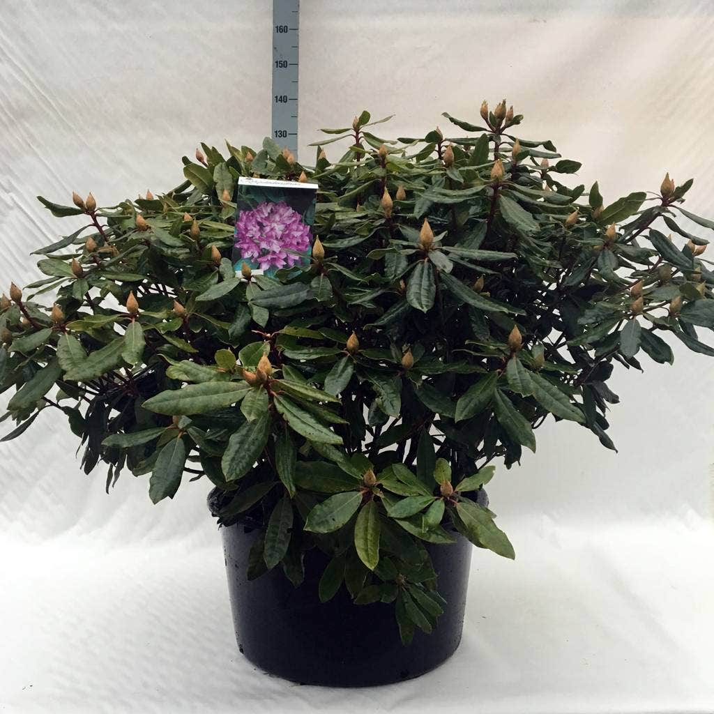 Bosrhododendron (Rhododendron Ponticum 'Roseum')