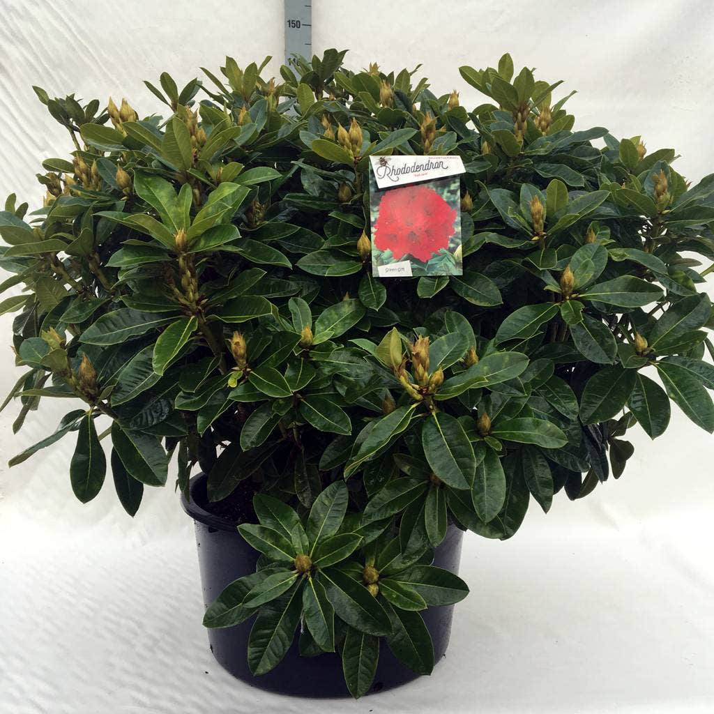 Rhododendron (Rhododendron 'Red Jack')