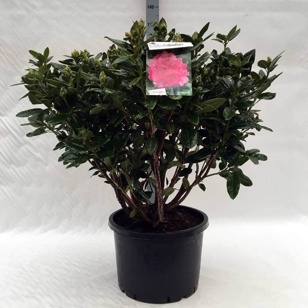 Rhododendron (Rhododendron 'Rocket')