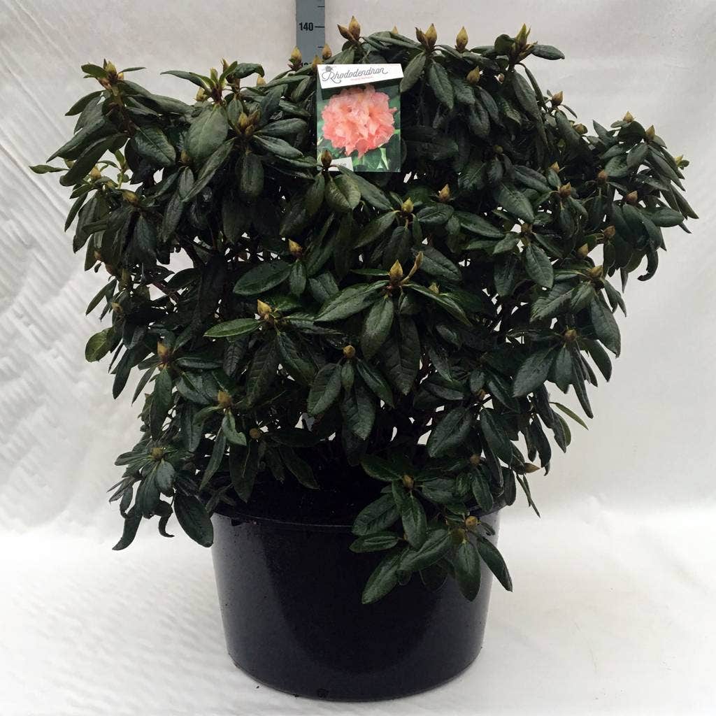 Rhododendron (Rhododendron 'Virginia Richards')