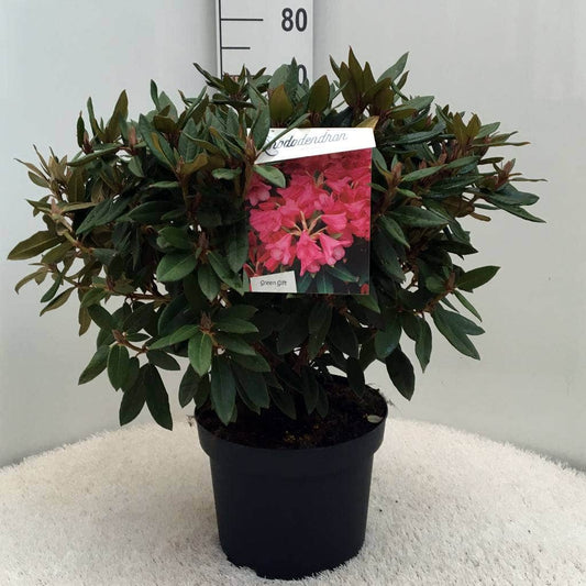 Rhododendron (Rhododendron 'Winsome')