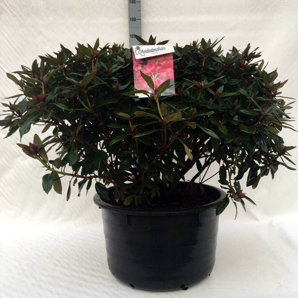 Rhododendron (Rhododendron 'Winsome')