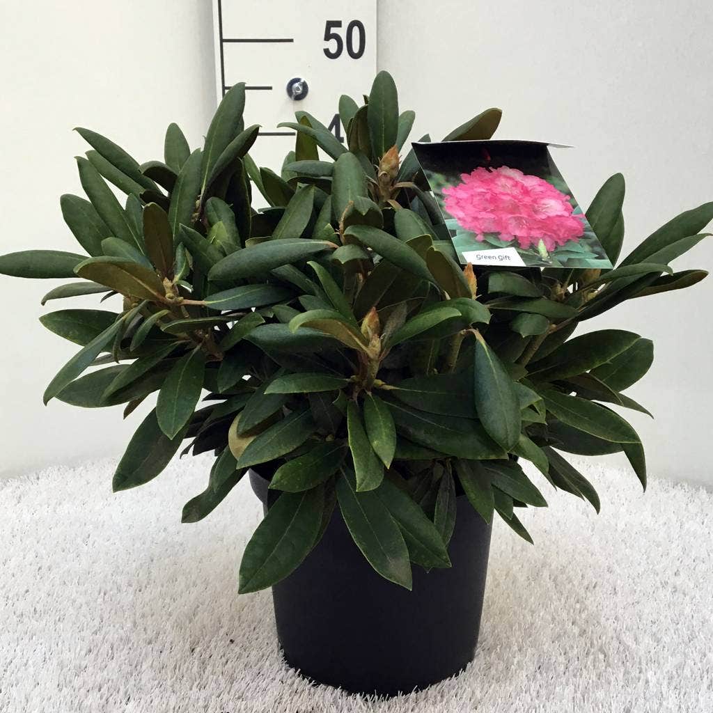 Dwergrhododendron (Rhododendron 'Polaris')