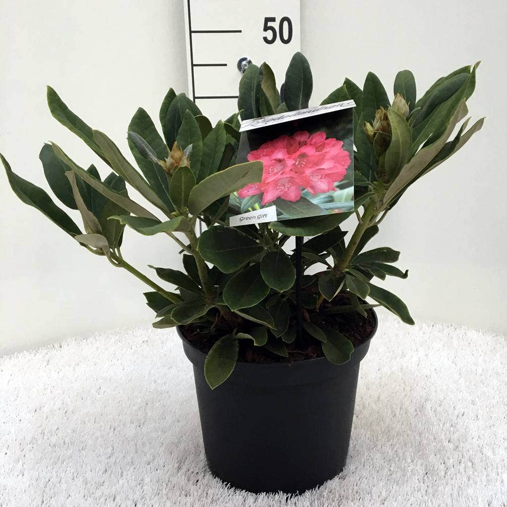 Rhododendron (Rhododendron 'Sneezy')
