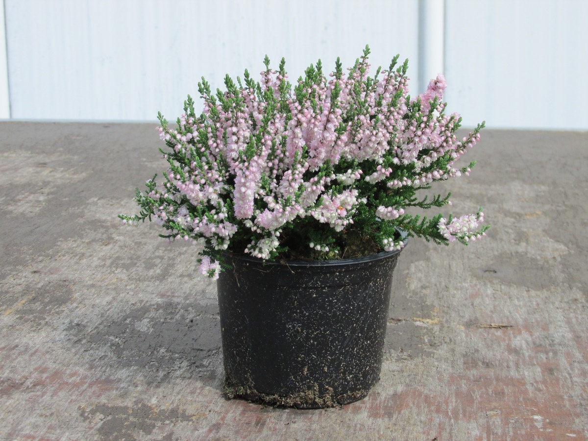 Struikheide (Calluna Vulgaris 'Radnor')
