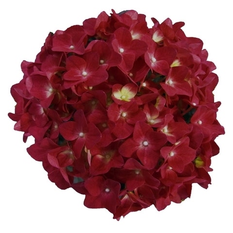 Hortensia Red Reggae (Hydrangea 'Music Collection')